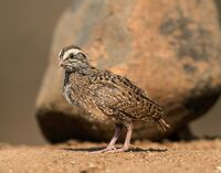 brownish quail chick with black mottling and white stripe on the face