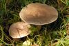 Lactarius fluens - Lindsey.jpg