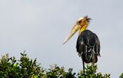 Lesser Adjutant.jpg