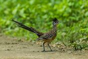 Lesser Roadrunner - Mexico S4E1497.jpg