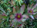 Leucadendron tinctum kz3.jpg