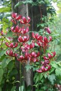 Lilium 'Kalna Karalis' 2013 015.JPG