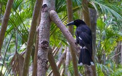 a black crow-like bird perched in a palm forest