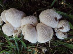 Lycoperdon curtisii 98116.jpg