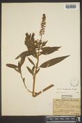 Specimen of Lysimachia commixta collected by Eggert in Illinois in 1875