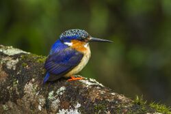 Malagasy Kingfisher - Madagascar S4E7803.jpg