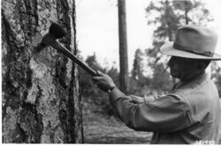 A marking axe used by a forestry officer