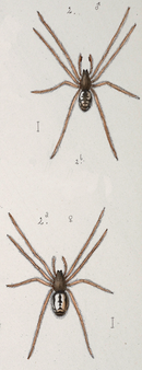 Microlinyphia mandibulata.png
