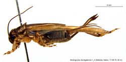 Modicogryllus bordigalensis 1 4 - Copy.jpg