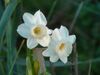Narcissus papyraceus, Paperwhite Narcissus.jpg