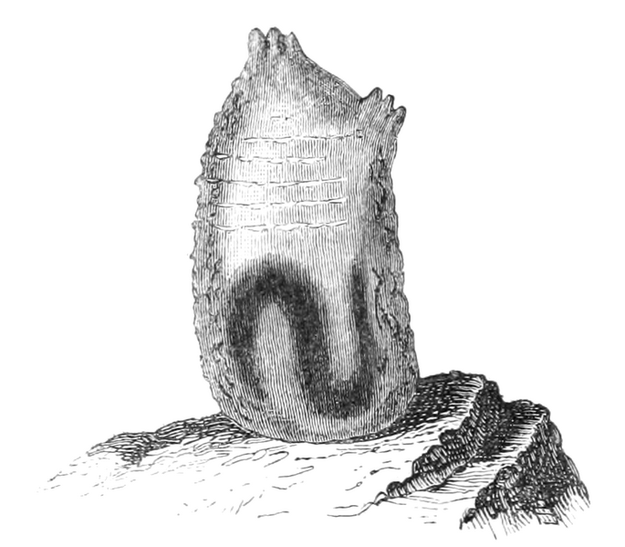 File:Natural History - Mollusca - Ascidia virginea.png