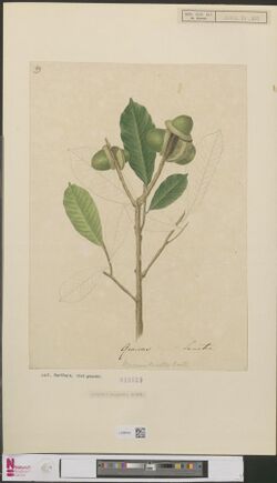 Naturalis Biodiversity Center - L.2096453 - Quercus omalokos Korthals - Artwork.jpeg