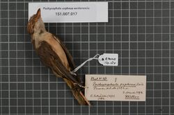 Naturalis Biodiversity Center - RMNH.AVES.130184 2 - Pachycephala orpheus wetterensis Hellmayer, 1914 - Pachycephalidae - bird skin specimen.jpeg