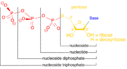 Nucleoside nucleotide general format.png