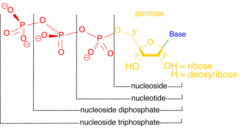 File:Nucleoside nucleotide general format.png