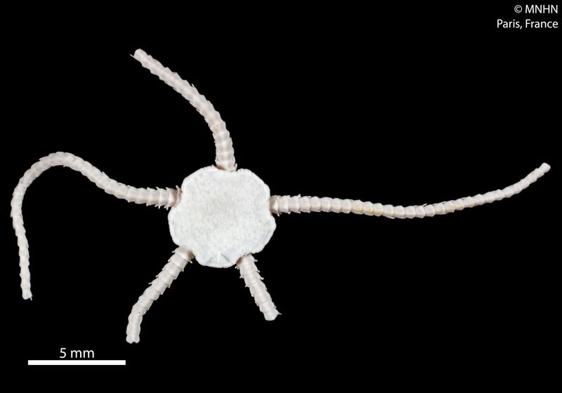 File:Ophioleuce seminudum (MNHN-IE-2013-10292) 02.jpg