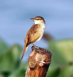 Oriental Reed Warbler I IMG 0246.jpg