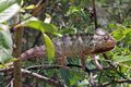 Oustalet's chameleon (Furcifer oustaleti) male Anja Community Reserve.jpg