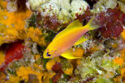 PMNM-Hawaiian Longfin Anthias at Laysan-GregMcFallNOAA (26588433194).jpg