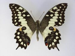 Papiliomorondavana.JPG