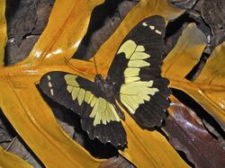 Papilionidae - Papilio euchenor.JPG