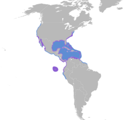Pelecanus occidentalis map.svg