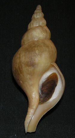 Penion benthicolus 002.jpg