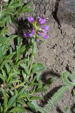 Penstemon procerus 5690.JPG