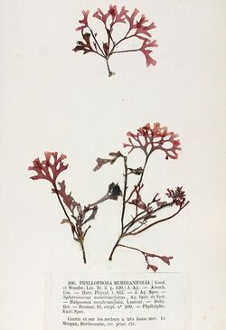 Phyllophora membranifolia Crouan.jpg