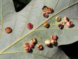 Phylloteras volutellae galls on Quercus bicolor.jpg