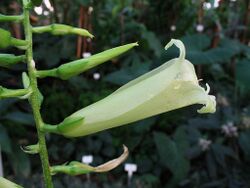 Pitcairnia loki-schmidtiae (TS) 2-04553.jpg