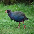 Porphyrio hochstetteri -Tiritiri Matangi Island-8b-3c.jpg