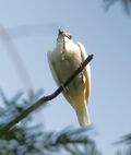Procnias albus - White bellbird (male).JPG