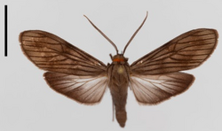 Prosopidia merula, from the Ecuadorian Andes. Scale bar 1cm.png