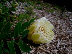 Protea mundii flower.jpg