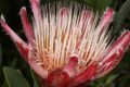 Protea venusta (red sugarbush) from the winter rain Karoo (5328934089).jpg