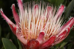 Protea venusta (red sugarbush) from the winter rain Karoo (5328934089).jpg