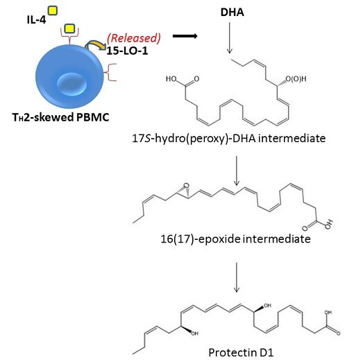 Protectin D1 (PD1) Biosynthesis