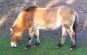 Przewalski's Horse, Dubbo Zoo, c 2005.jpg