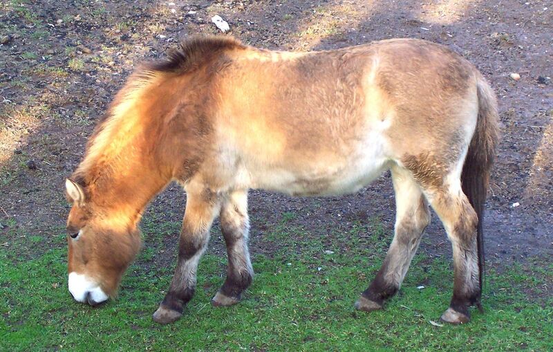 File:Przewalski's Horse, Dubbo Zoo, c 2005.jpg