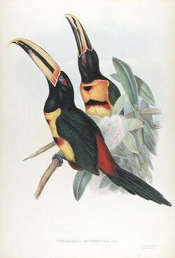 Pteroglossus erythropygius-Gould.jpg