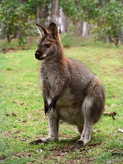 Red necked wallaby444.jpg