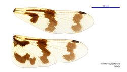 Rhyothemis graphiptera female wings (34219287924).jpg