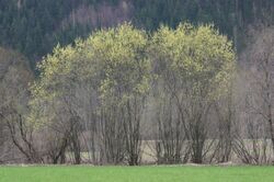 Salix eleagnos (Lavendel-Weide) IMG 37450.JPG