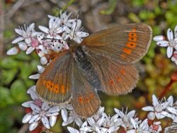 Satyrinae - Erebia melampus-003.jpg