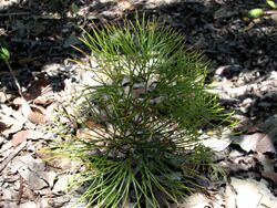 Schizaea dichotoma Kewarra 4690.jpg