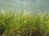 Seagrass Zostera marina (Dzharylhach island).jpg