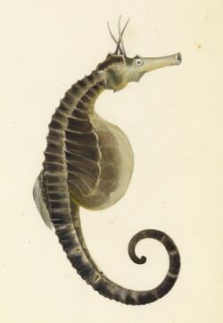 Sketchbook of fishes - 18. (Pot bellied) Sea horse - William Buelow Gould, c1832.jpg