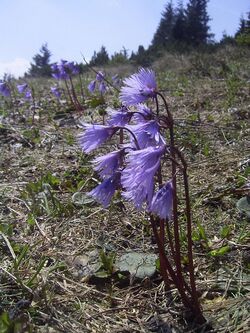 Soldanella alpina Rax 1.jpg