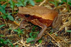 Spotted Toad (Rhaebo guttatus) (10345945393).jpg